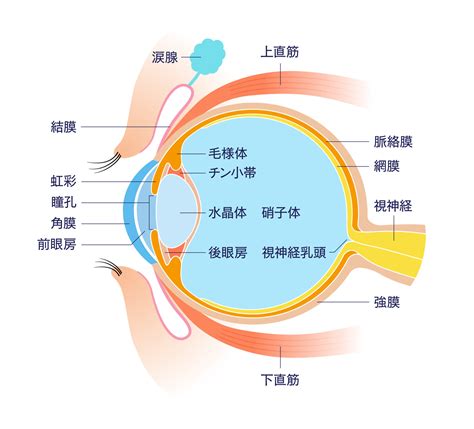 水晶穴|水晶体の構造と役割｜水晶体の病気の原因と治療法も解説